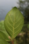 Rothmannia fischeri subsp. fischeri