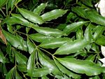 Rothmannia manganjae