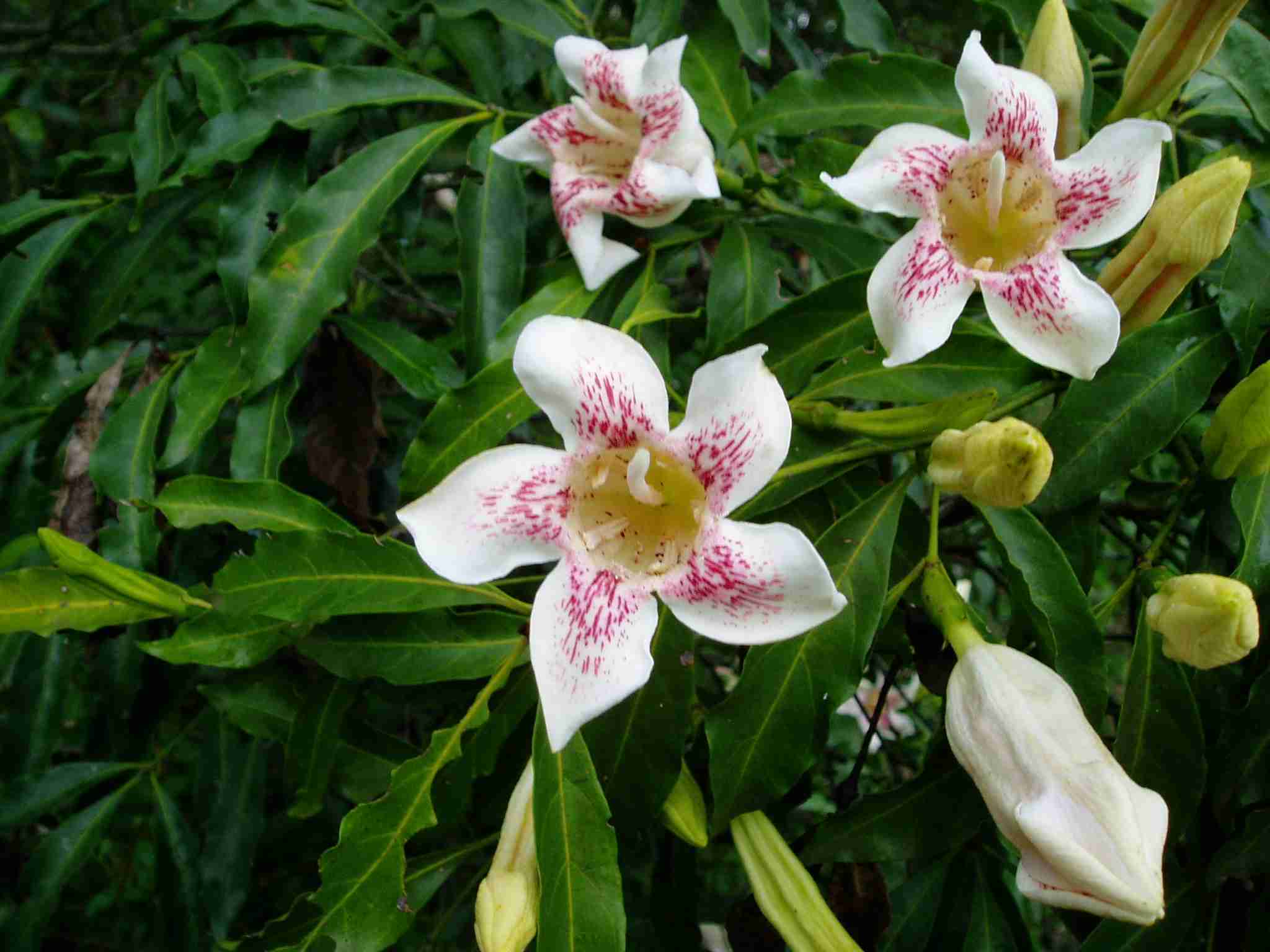 Rothmannia manganjae