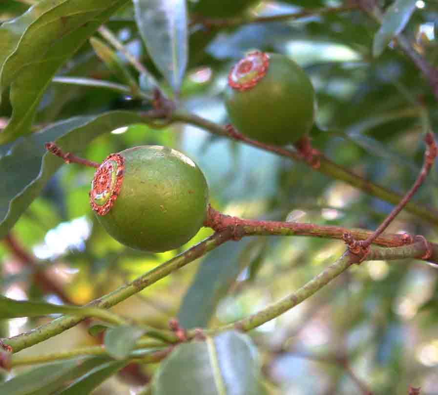 Rothmannia manganjae
