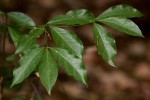 Rothmannia manganjae
