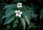 Rothmannia manganjae