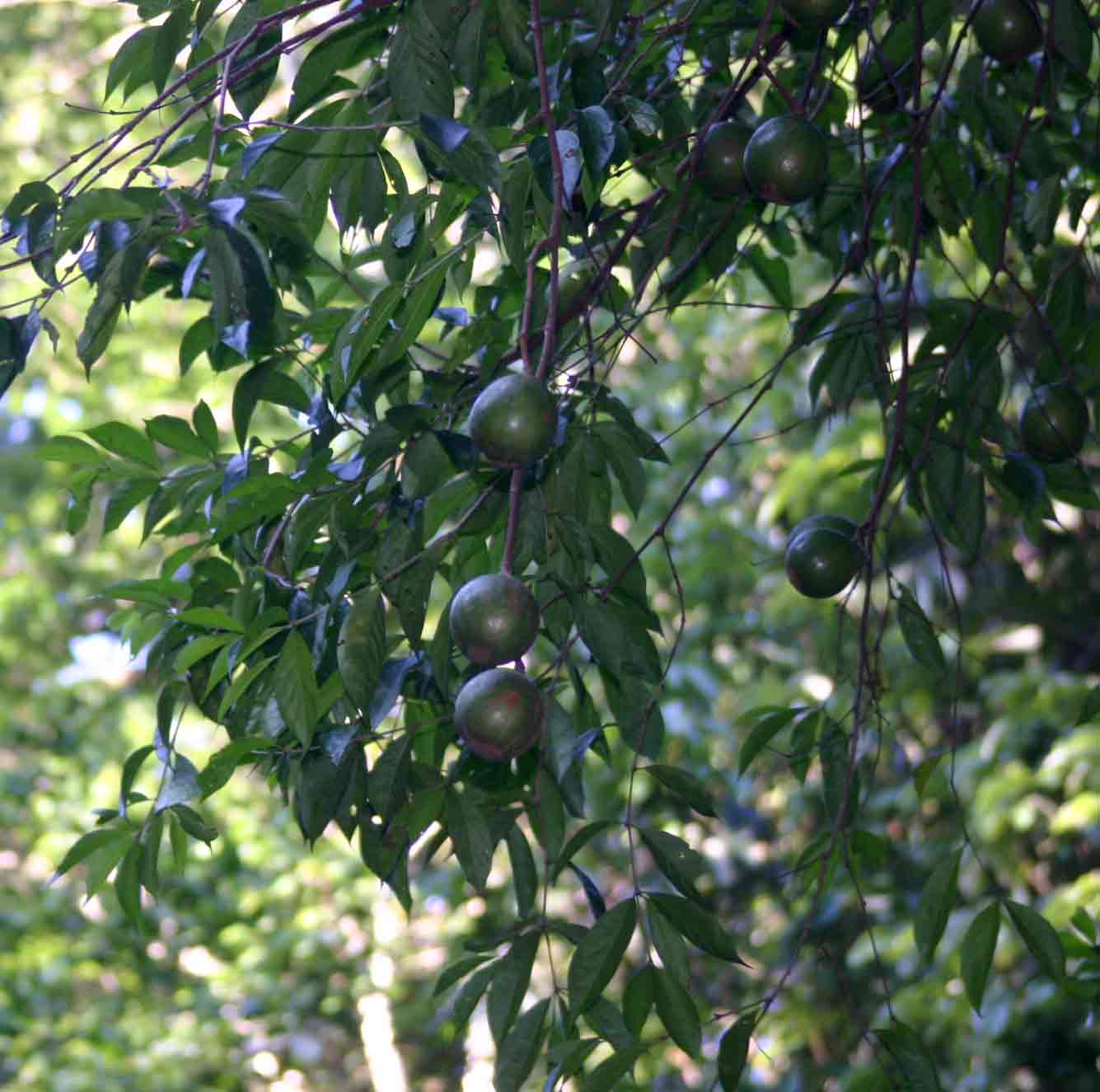 Rothmannia urcelliformis