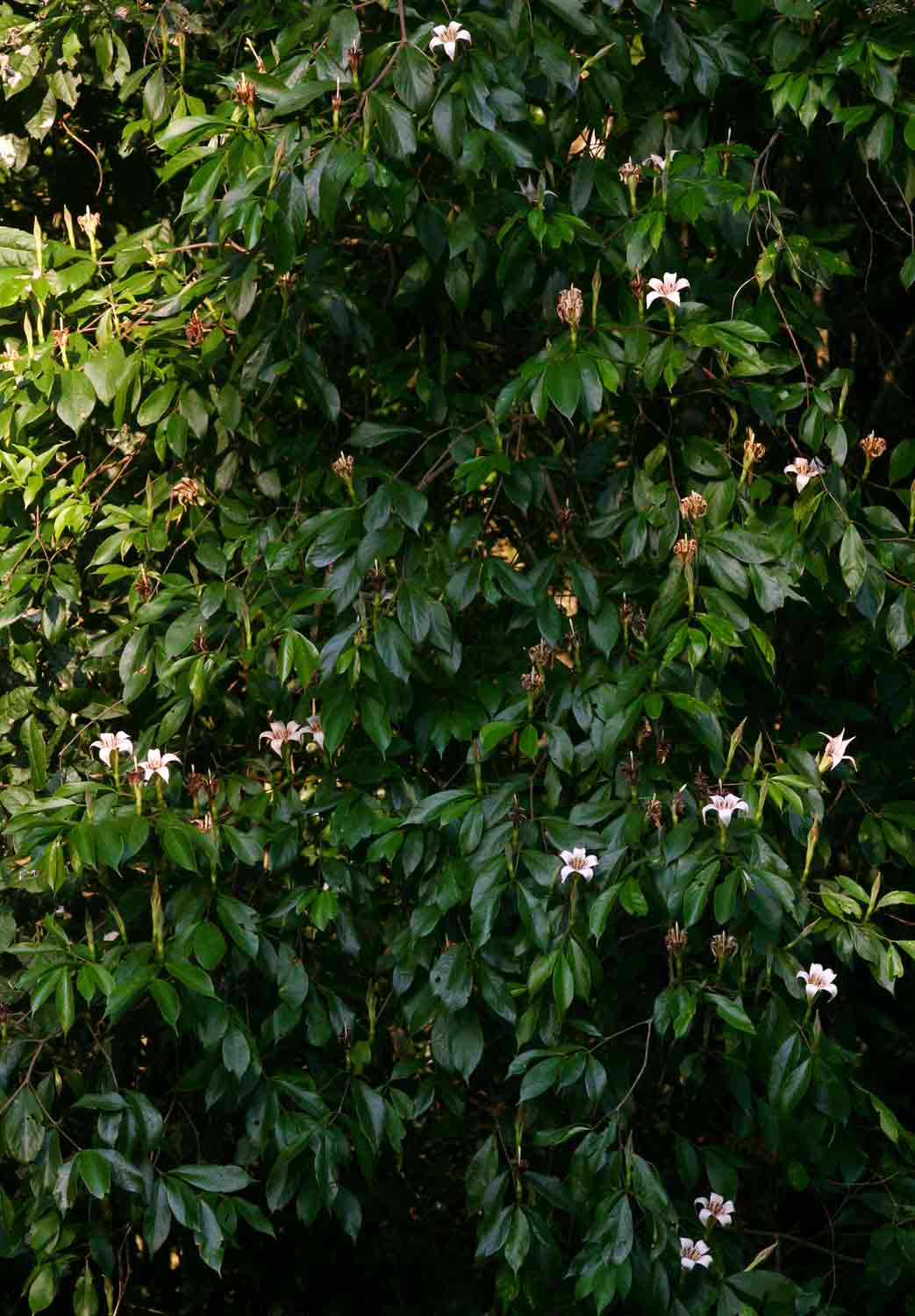 Rothmannia urcelliformis