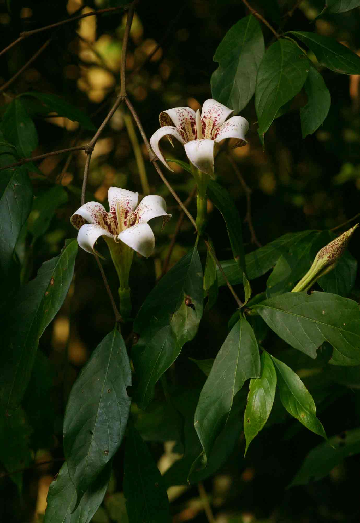 Rothmannia urcelliformis