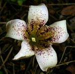 Rothmannia urcelliformis