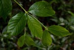 Rothmannia urcelliformis