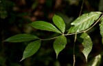 Rothmannia urcelliformis
