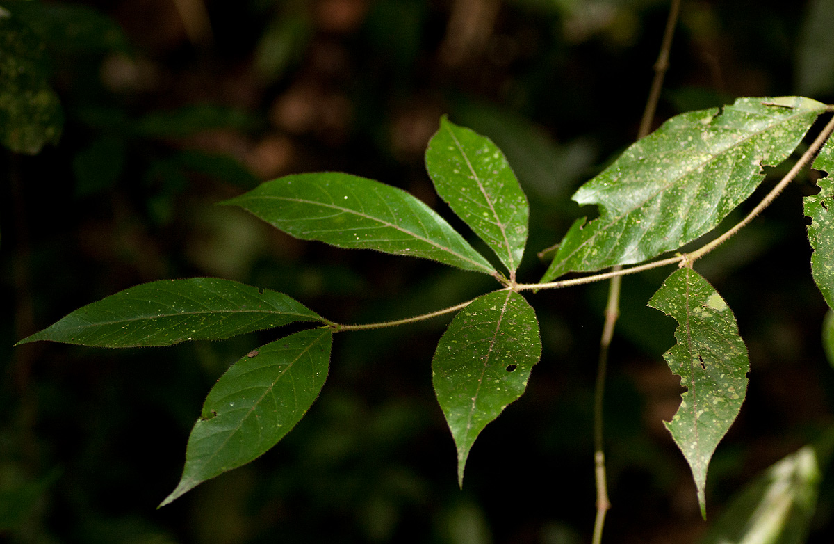 Rothmannia urcelliformis