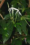Oxyanthus goetzei subsp. goetzei