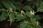 Oxyanthus goetzei subsp. goetzei