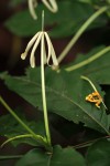 Oxyanthus goetzei subsp. goetzei
