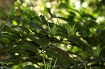 Oxyanthus goetzei subsp. goetzei