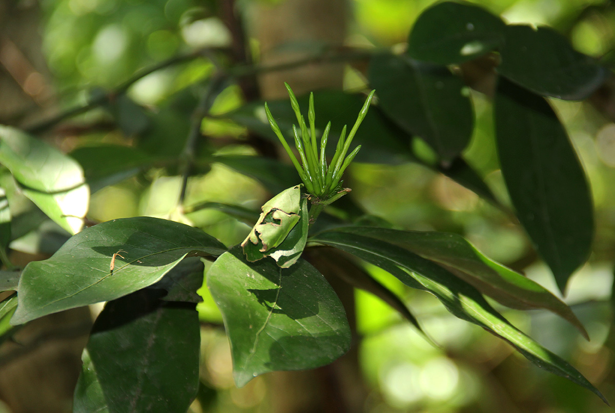 Oxyanthus goetzei subsp. goetzei