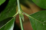 Oxyanthus goetzei subsp. goetzei