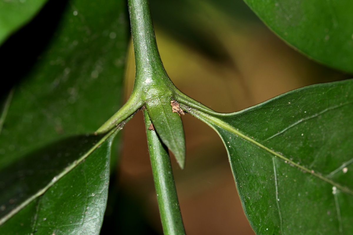 Oxyanthus goetzei subsp. goetzei