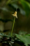 Oxyanthus goetzei subsp. goetzei