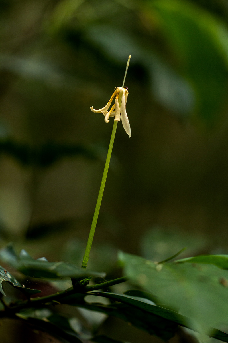 Oxyanthus goetzei subsp. goetzei