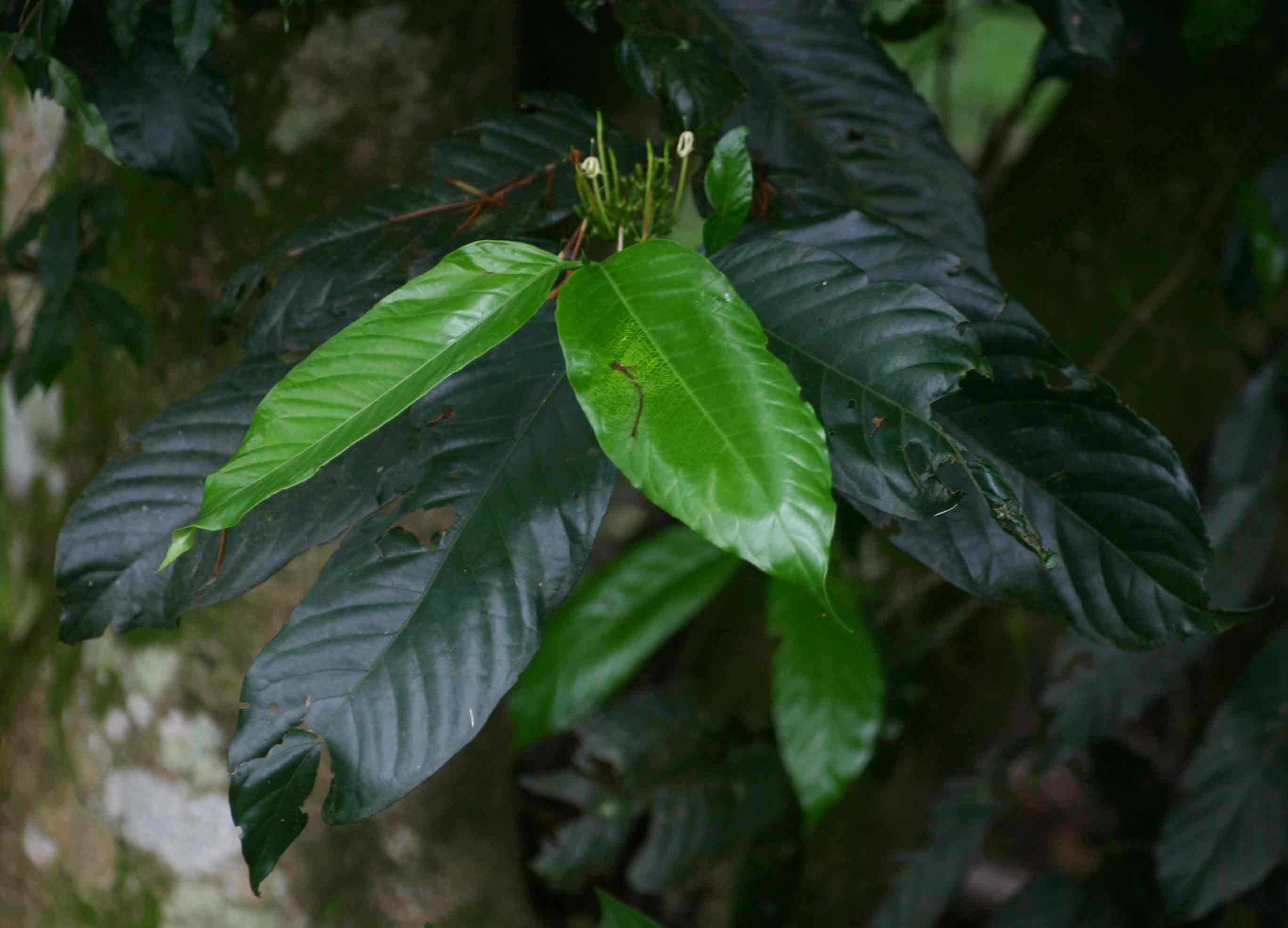 Oxyanthus speciosus subsp. stenocarpus