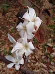 Feretia aeruginescens