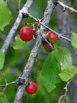 Feretia aeruginescens