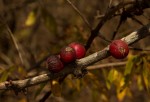Feretia aeruginescens