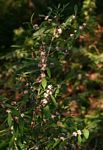 Tricalysia coriacea subsp. angustifolia