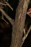 Tricalysia coriacea subsp. angustifolia