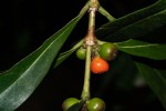 Tricalysia coriacea subsp. angustifolia