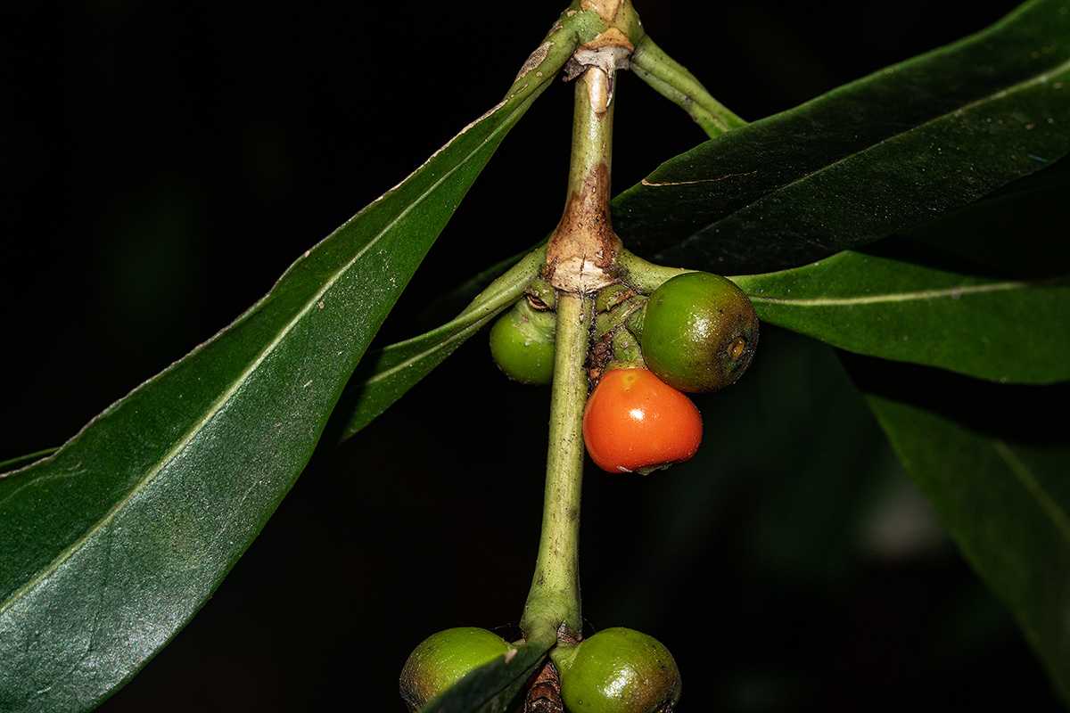 Tricalysia coriacea subsp. angustifolia