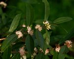 Tricalysia coriacea subsp. angustifolia