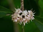 Tricalysia coriacea subsp. angustifolia