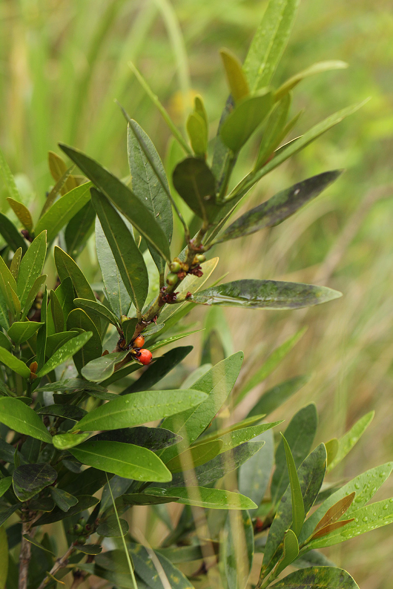 Tricalysia coriacea subsp. angustifolia