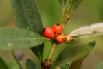 Tricalysia coriacea subsp. angustifolia