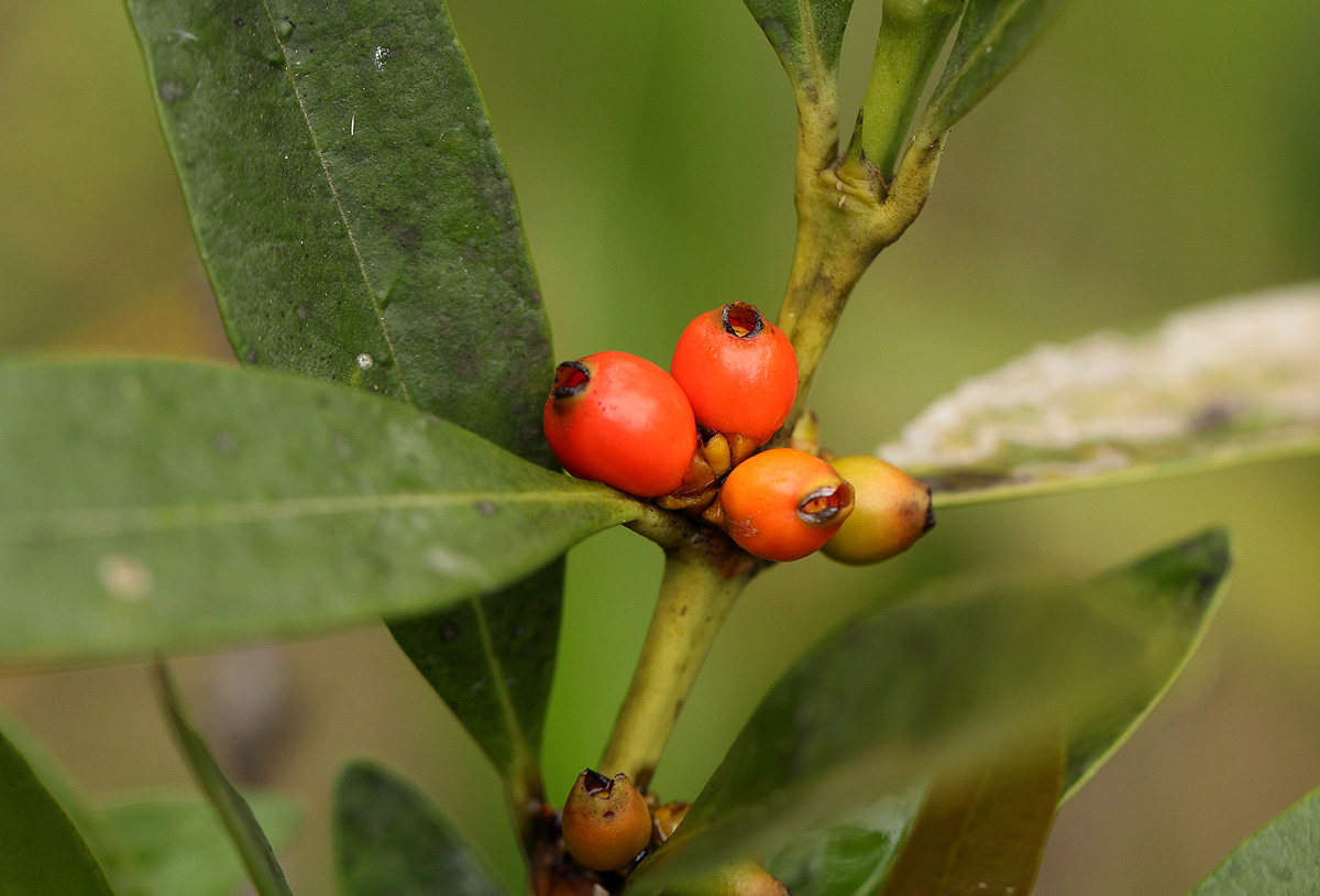 Tricalysia coriacea subsp. angustifolia