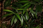 Tricalysia coriacea subsp. angustifolia