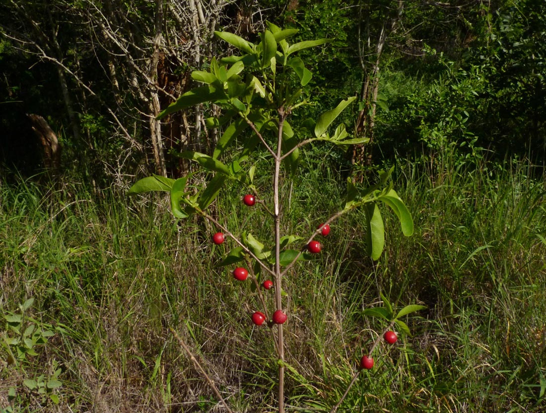 Tricalysia delagoensis