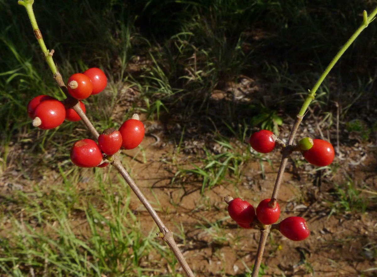 Tricalysia delagoensis