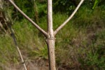 Tricalysia delagoensis