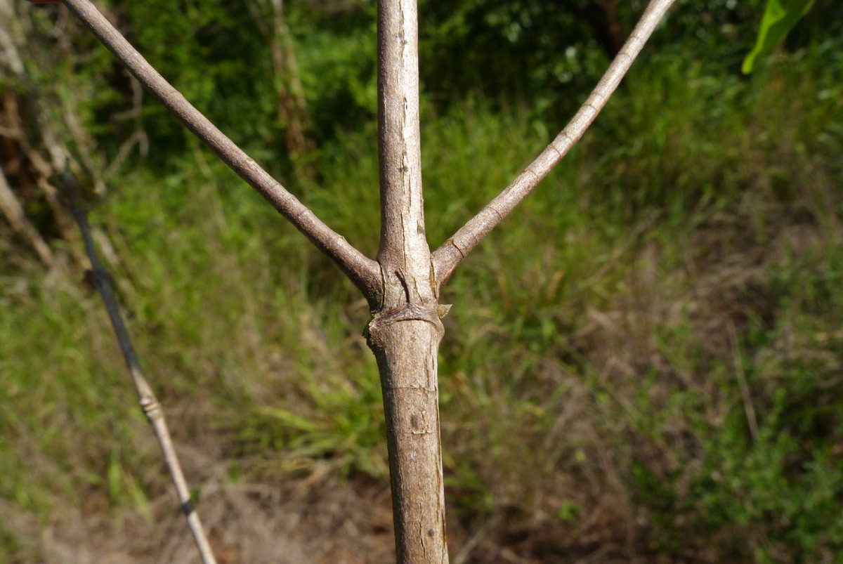 Tricalysia delagoensis