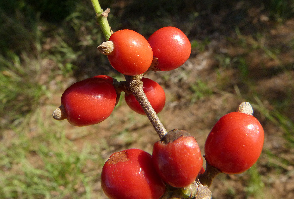 Tricalysia delagoensis