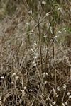 Tricalysia jasminiflora var. jasminiflora