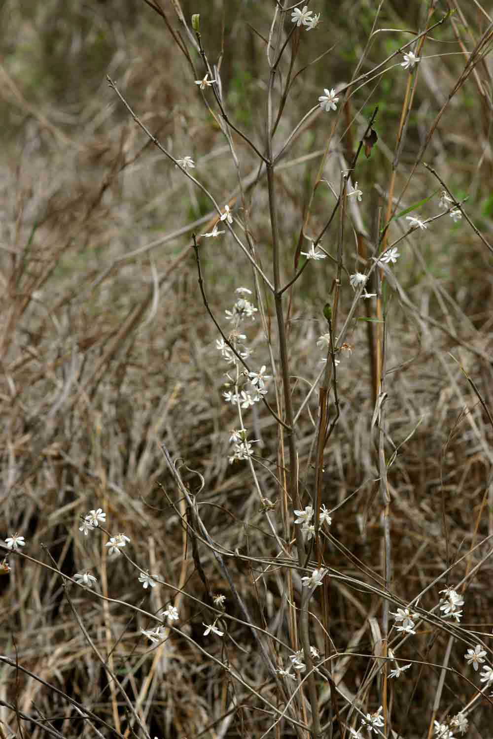 Tricalysia jasminiflora var. jasminiflora