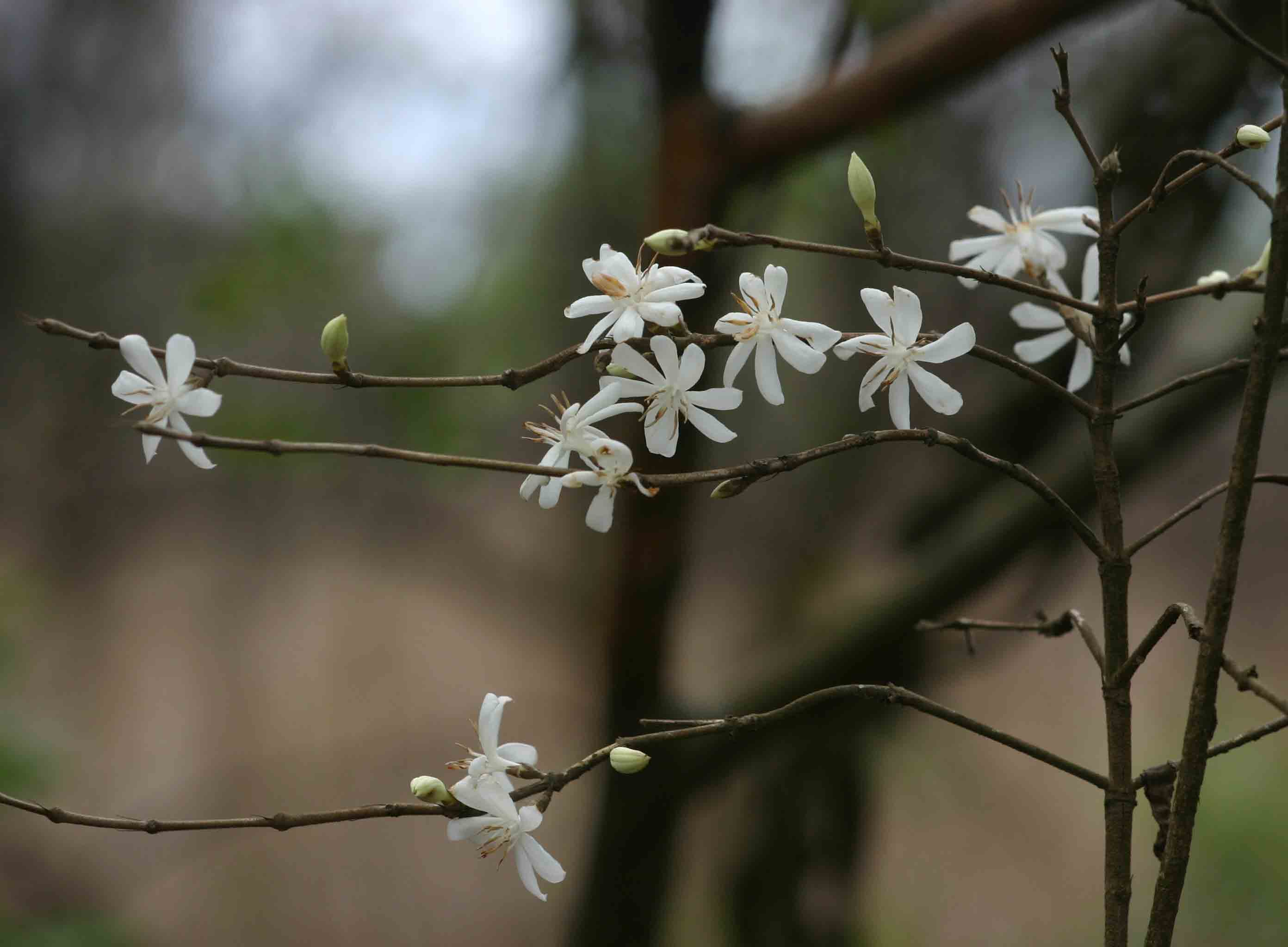 Tricalysia jasminiflora var. jasminiflora