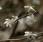 Tricalysia jasminiflora var. jasminiflora