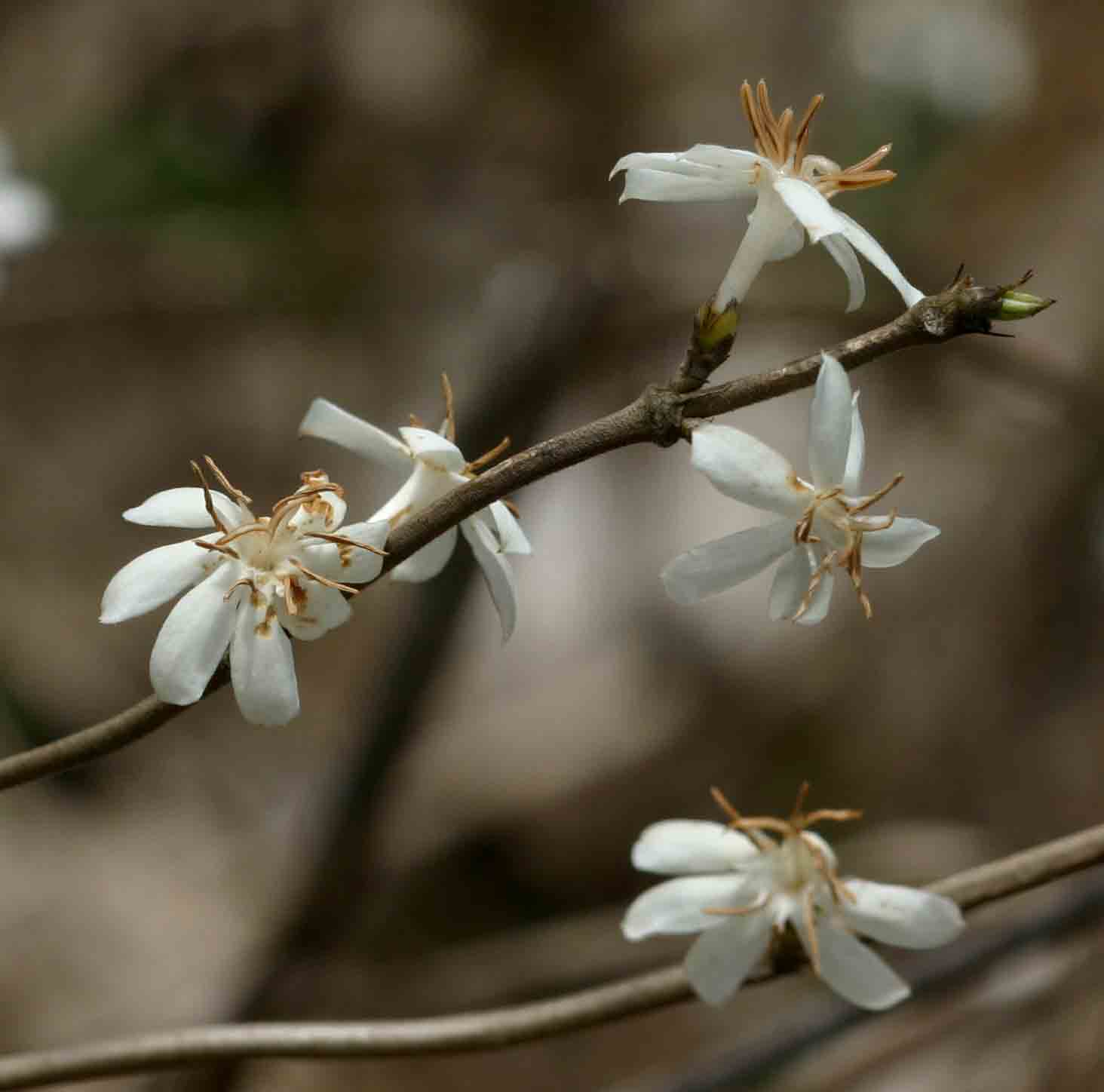 Tricalysia jasminiflora var. jasminiflora
