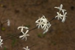 Tricalysia jasminiflora var. jasminiflora