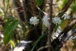 Tricalysia jasminiflora var. jasminiflora