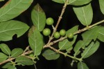 Empogona kirkii subsp. kirkii
