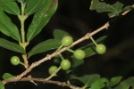 Empogona kirkii subsp. kirkii